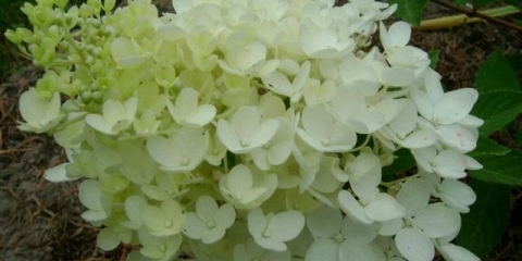 Hydrangea bombshell paniculata - opis, sadnja i njega